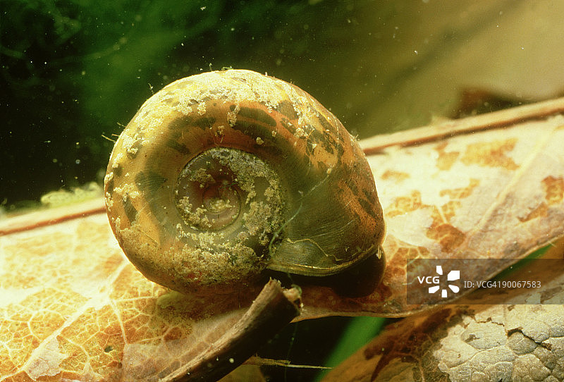 曼氏血吸虫媒介：双脐螺矢量图，津巴布韦奇韦什图片素材