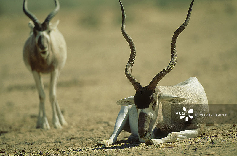 弯角剑羚重引入项目，内盖夫沙漠，以色列图片素材