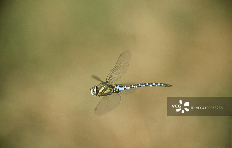 飞行中的南方大蜻蜓：深蓝异蜻，巴伐利亚图片素材