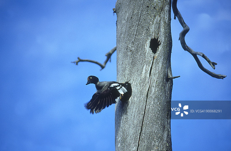 北欧芬兰从巢穴飞出的金眼鸭图片素材