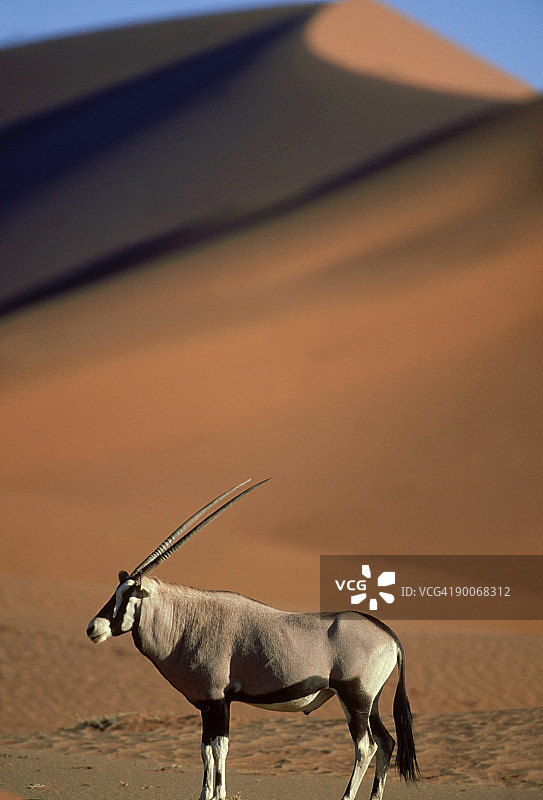 Gemsbok：长角羚在纳米比亚沙漠图片素材