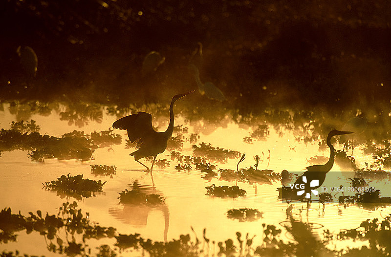 巴西潘塔纳尔湿地黄昏时分的白颈鹭图片素材