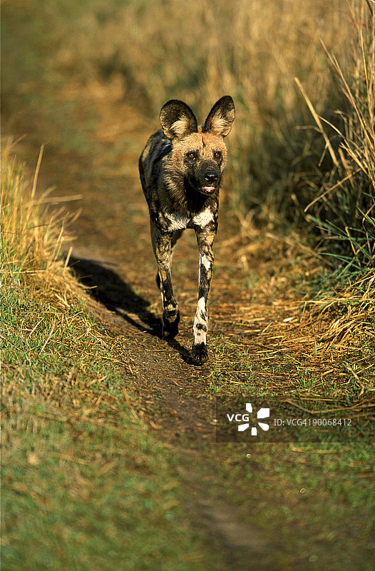 非洲野犬行走博茨瓦纳莫雷米保护区图片素材
