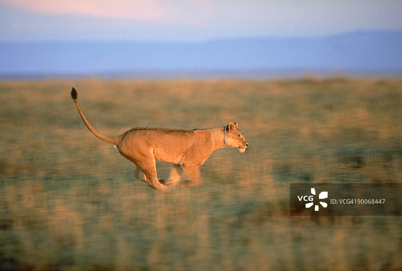 非洲狮捕猎图片素材