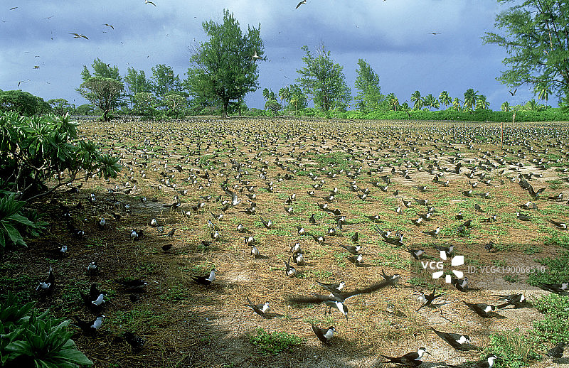 塞舌尔鸟岛上的乌燕鸥繁殖群图片素材