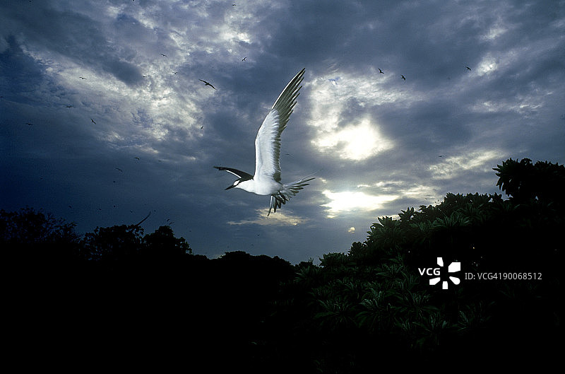 塞舌尔鸟岛飞翔的乌燕鸥图片素材