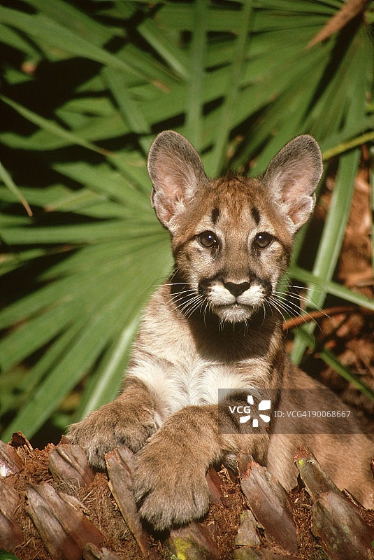 北美洲佛罗里达豹图片素材
