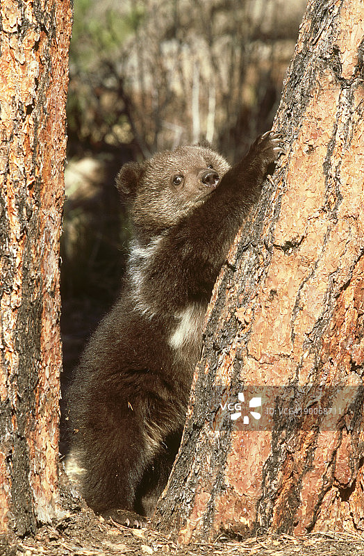 科罗拉多州的灰熊（Ursus arctos horribilis）图片素材