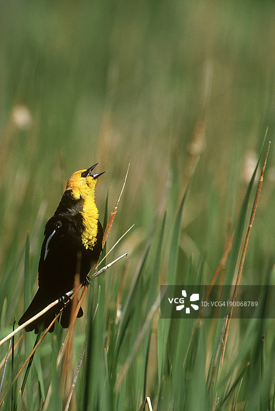 科罗拉多州的黄头黑鹂图片素材