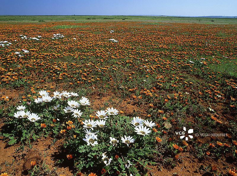 南非开普敦的雏菊图片素材