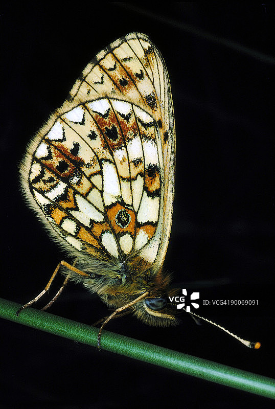小型珍珠边蛱蝶图片素材
