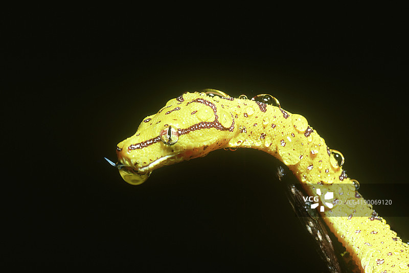 雨后新几内亚绿树蟒图片素材