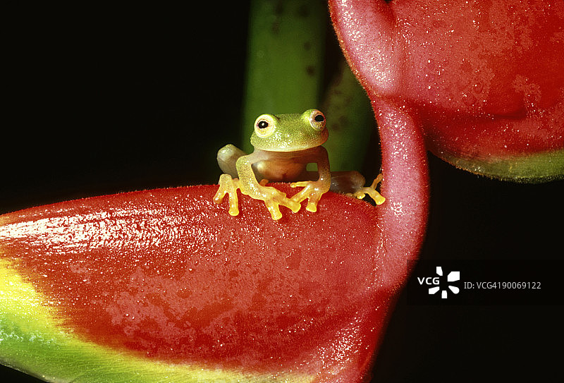 玻璃蛙：弗莱希曼氏玻璃蛙，伯利兹，中美洲图片素材