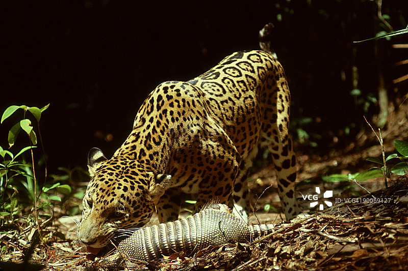 美洲虎：美洲豹在伯利兹中美洲吃犰狳图片素材