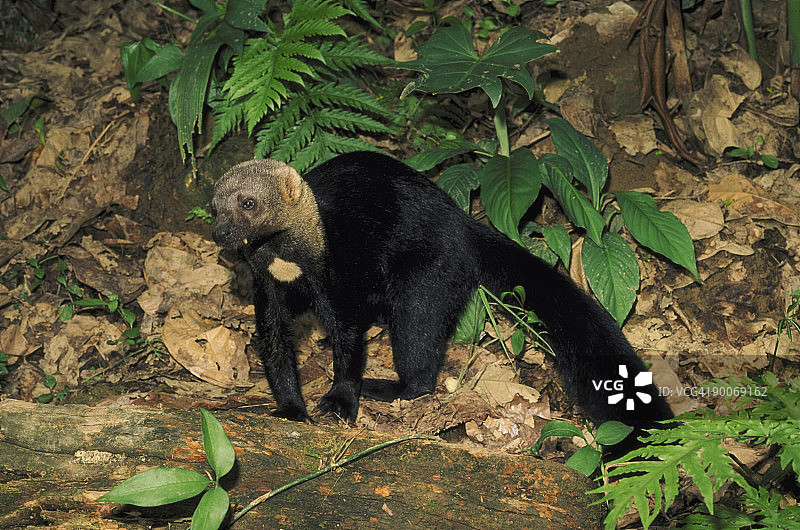 长尾鼬图片素材