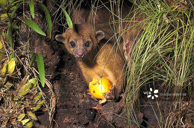 蜜熊在伯利兹吃木瓜（中美洲）图片素材