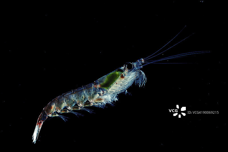 南极磷虾图片素材