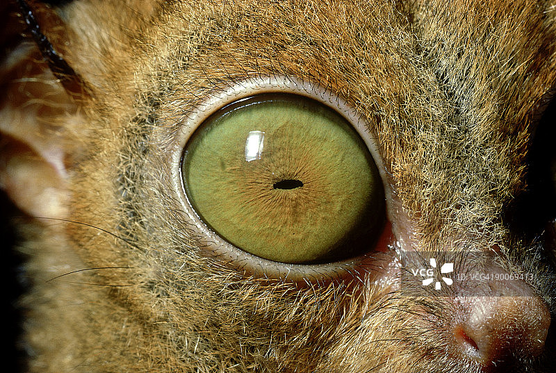 眼镜猴：婆罗洲沙巴的眼镜猴图片素材