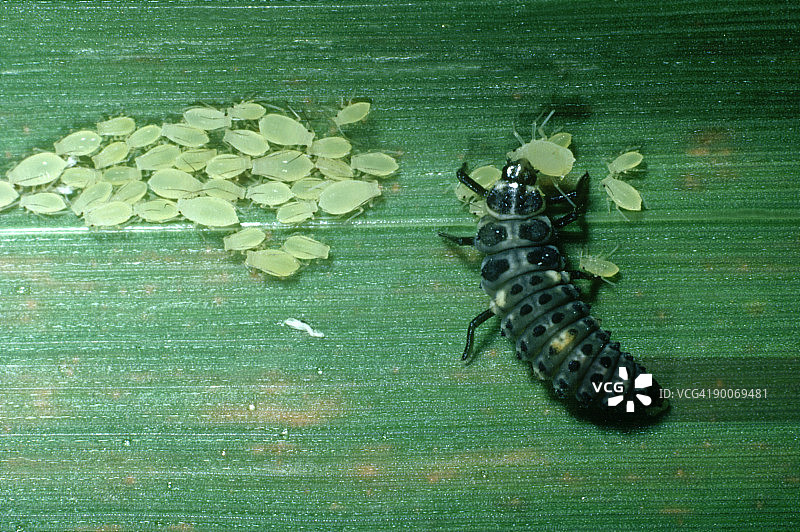 七星瓢虫幼虫以蚜虫为食图片素材