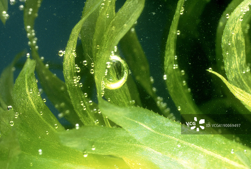 加拿大水草释放氧气气泡图片素材