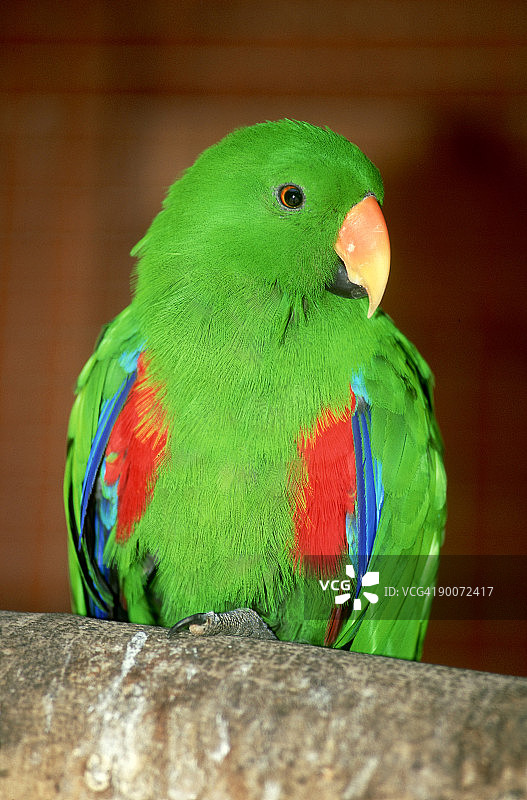 折衷鹦鹉图片素材