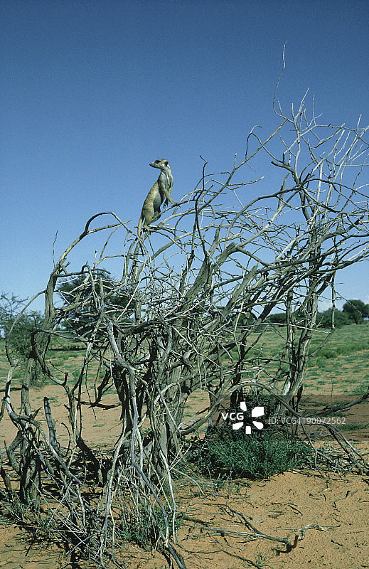站岗的狐獴图片素材