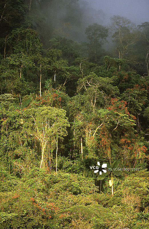 亚马逊盆地马努秘鲁的原始低地雨林图片素材