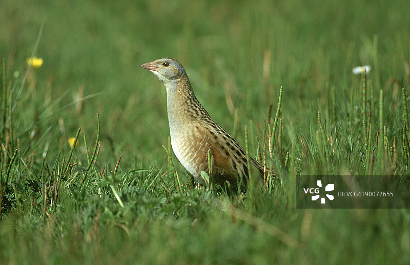 秧鸡：苏格兰外赫布里底群岛图片素材