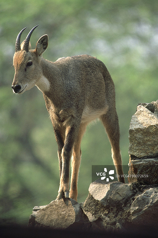 廓尔喀羚：印度科比特国家公园的喜马拉雅羚牛图片素材