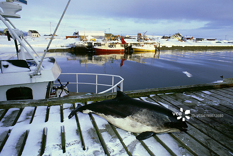 因渔网捕杀的普通鼠海豚，挪威图片素材