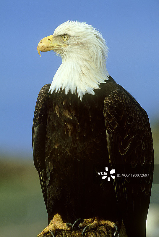 秃鹰：白头海雕，美国阿拉斯加图片素材