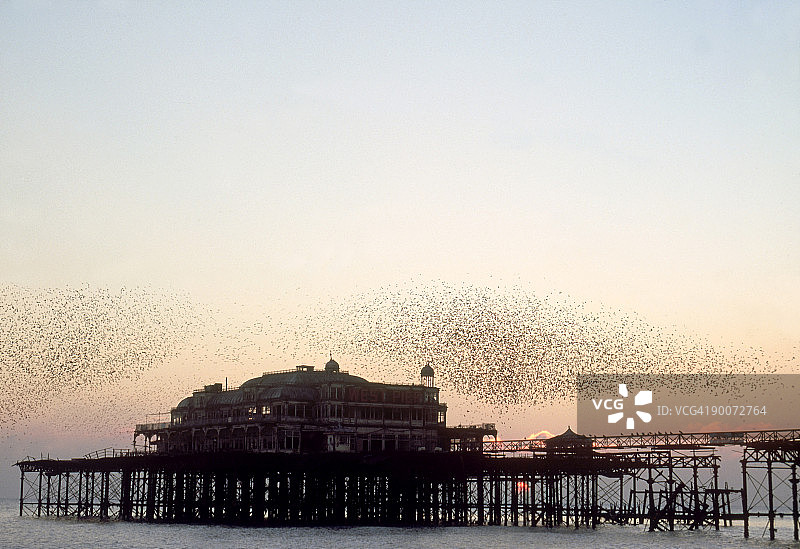 在布莱顿西码头栖息的八哥图片素材