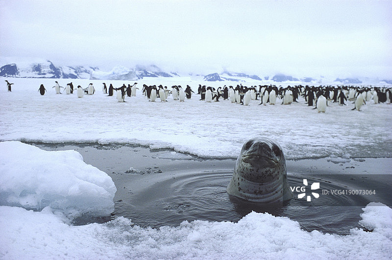 南极洲南奥克尼群岛海豹从冰洞中探出头图片素材