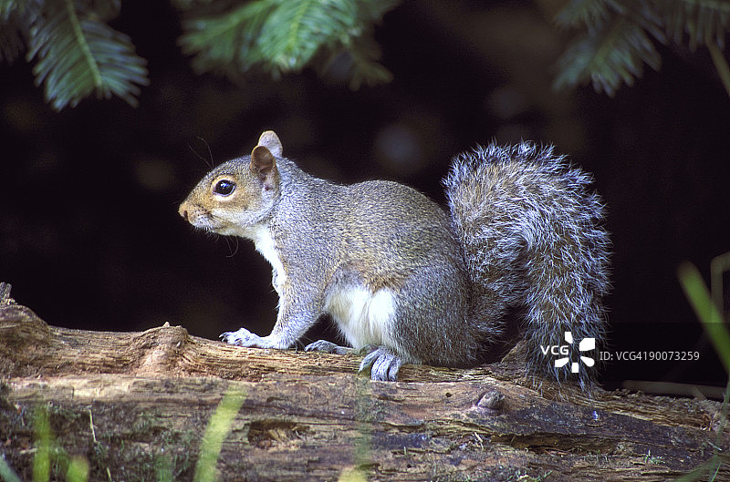 朗利特原木上的灰松鼠图片素材