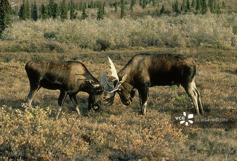 阿拉斯加驼鹿：争斗中的雄性驼鹿，德纳里国家公园，阿拉斯加图片素材