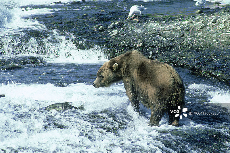 阿拉斯加棕熊在麦克尼尔河瀑布捕鱼图片素材