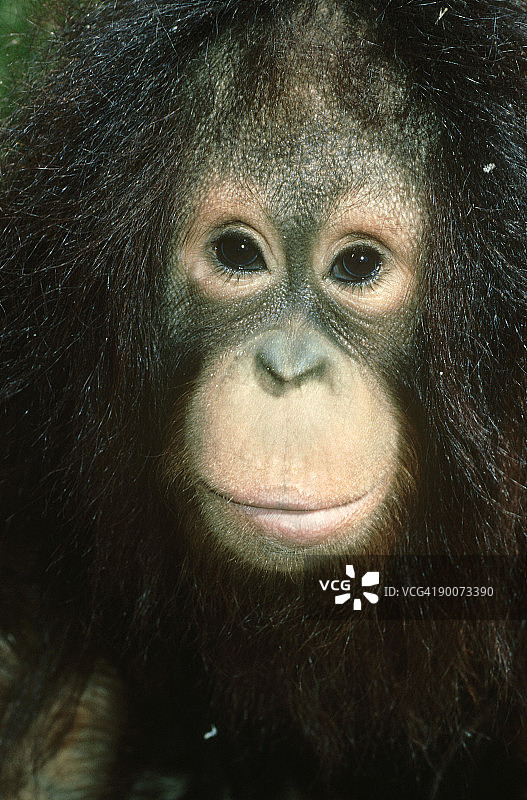 猩猩，Pongo pygmaeus，3岁雌性，加利福尼亚州瓦列霍图片素材