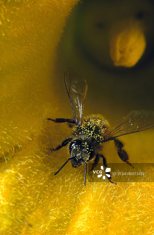 蜜蜂与南瓜花粉（美国加利福尼亚州丹维尔）图片素材