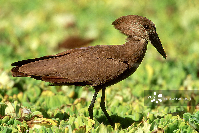 南非克鲁格国家公园的锤头鹳图片素材