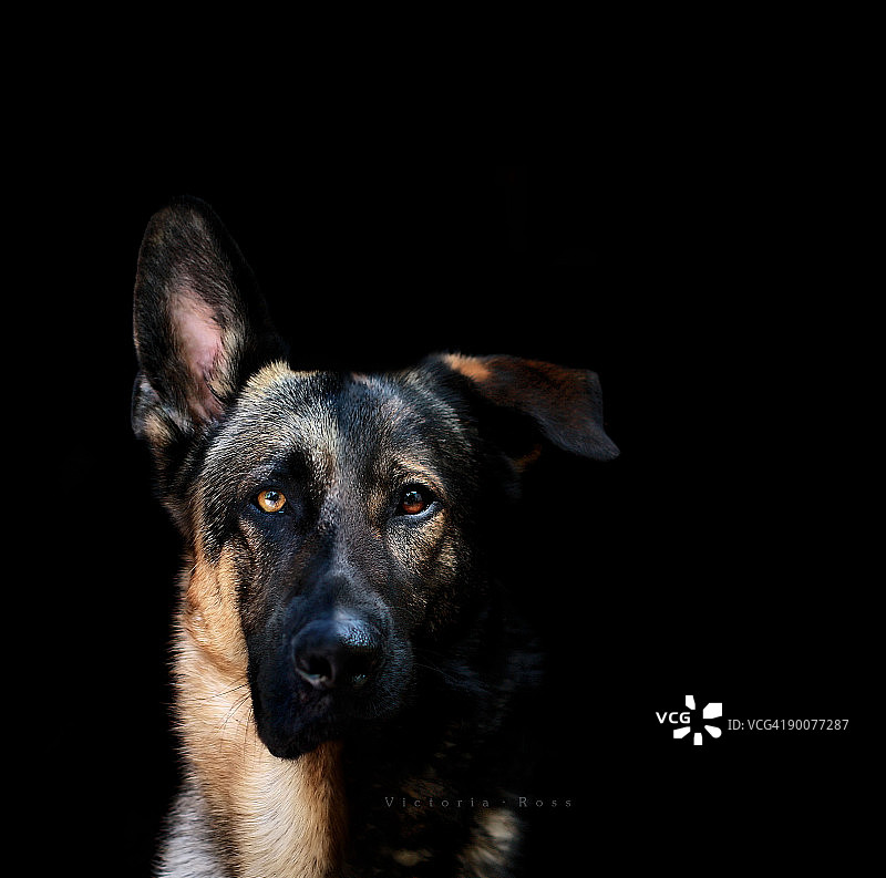 德国牧羊犬图片素材