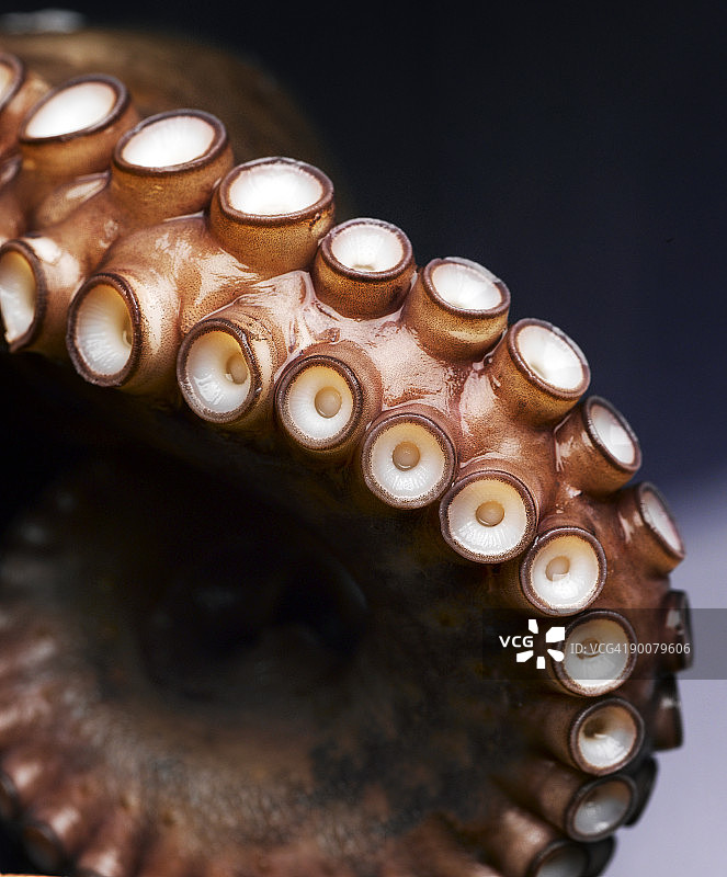 章鱼触手图片素材