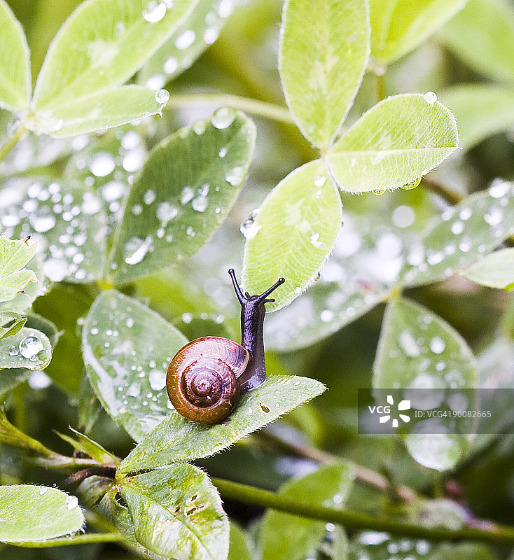 雨滴叶片上的蜗牛图片素材