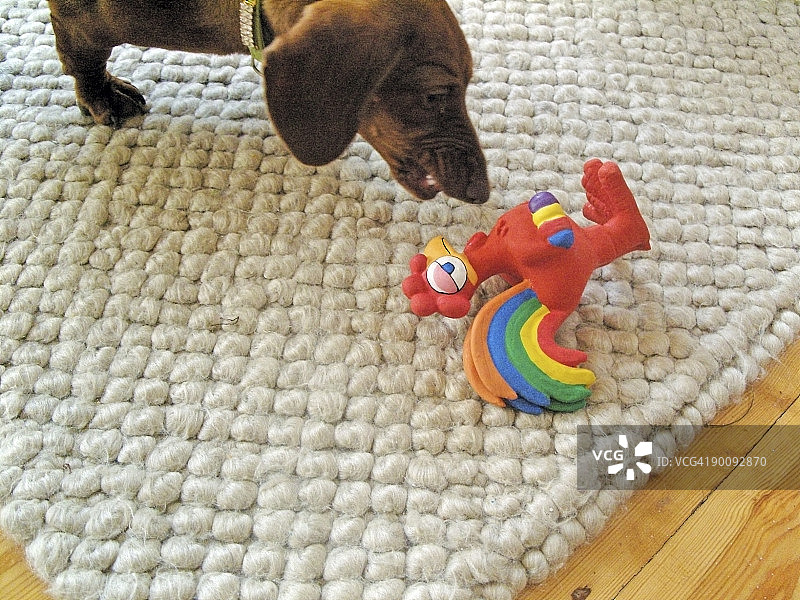 玩玩具的微型宠物腊肠犬图片素材