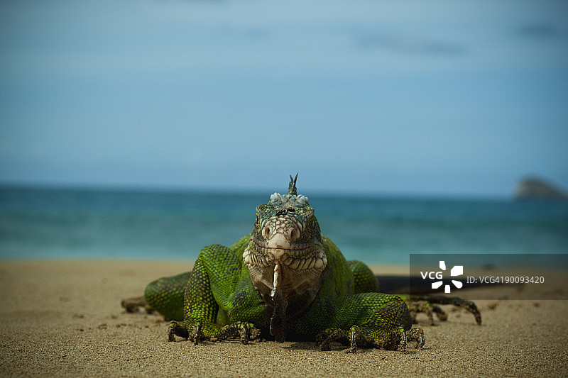 海鬣蜥在沙滩上图片素材