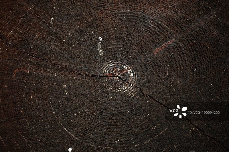 切割树干，露出年轮图片素材