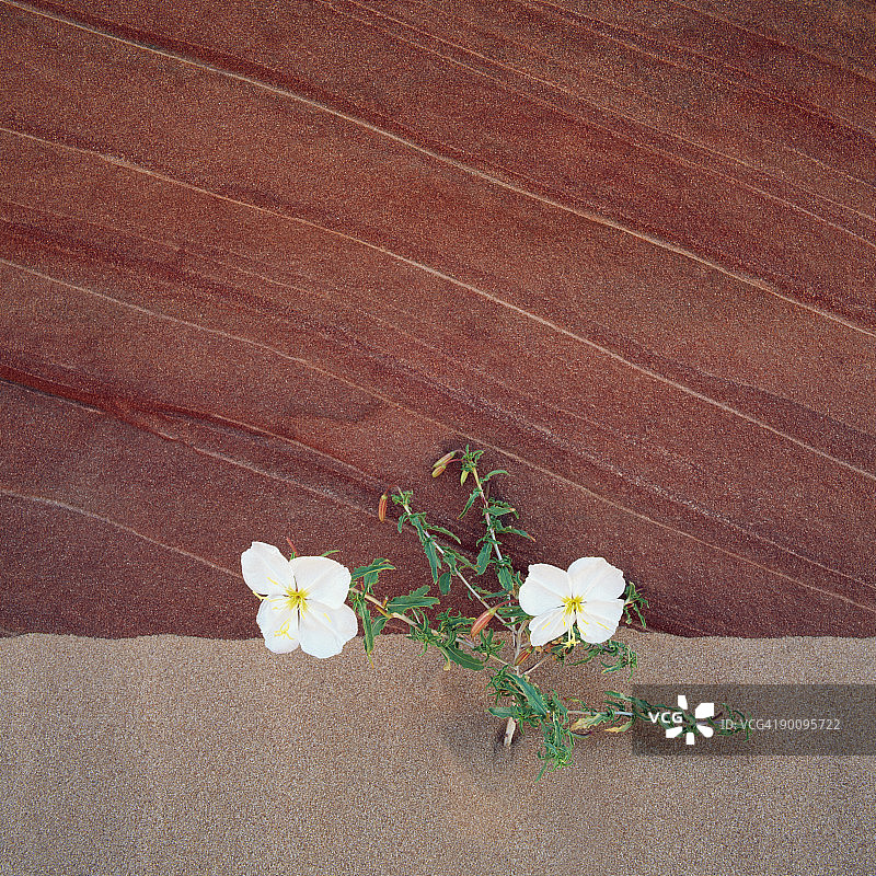 沙漠月见草图片素材