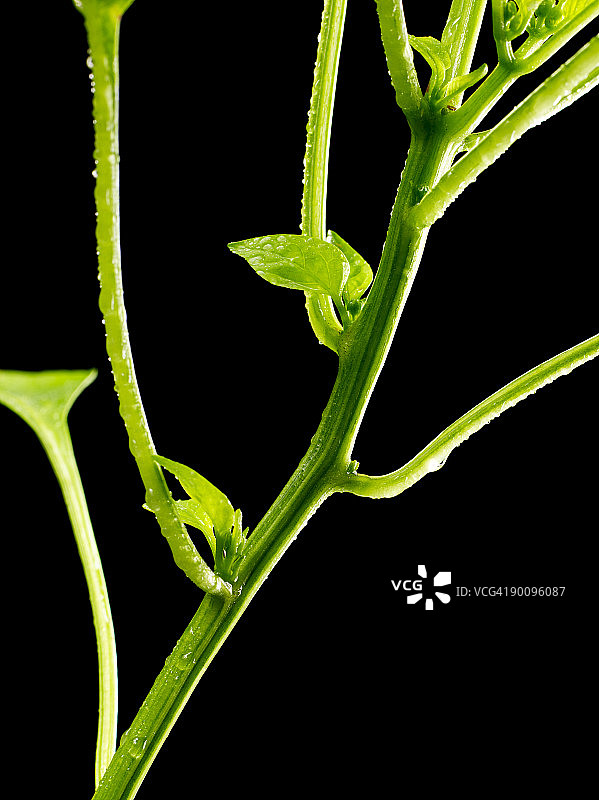 绿色植物上的新生图片素材