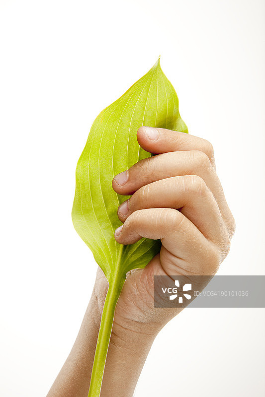 男孩拿着绿叶图片素材