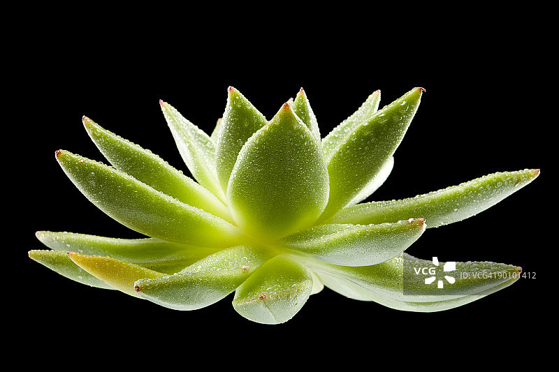 黑色背景上的湿多肉植物图片素材