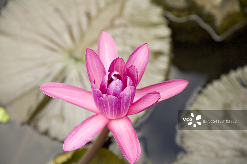 莲花图片素材